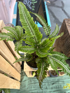 Fern Candy Striped Brake 4in Grow Pot