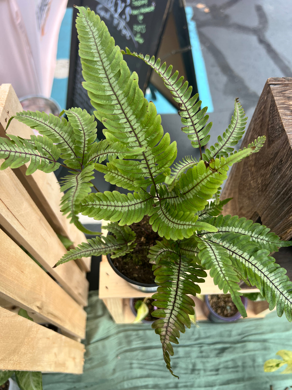 Fern Candy Striped Brake 4in Grow Pot