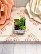 Peperomia “Pink Lady” Starter