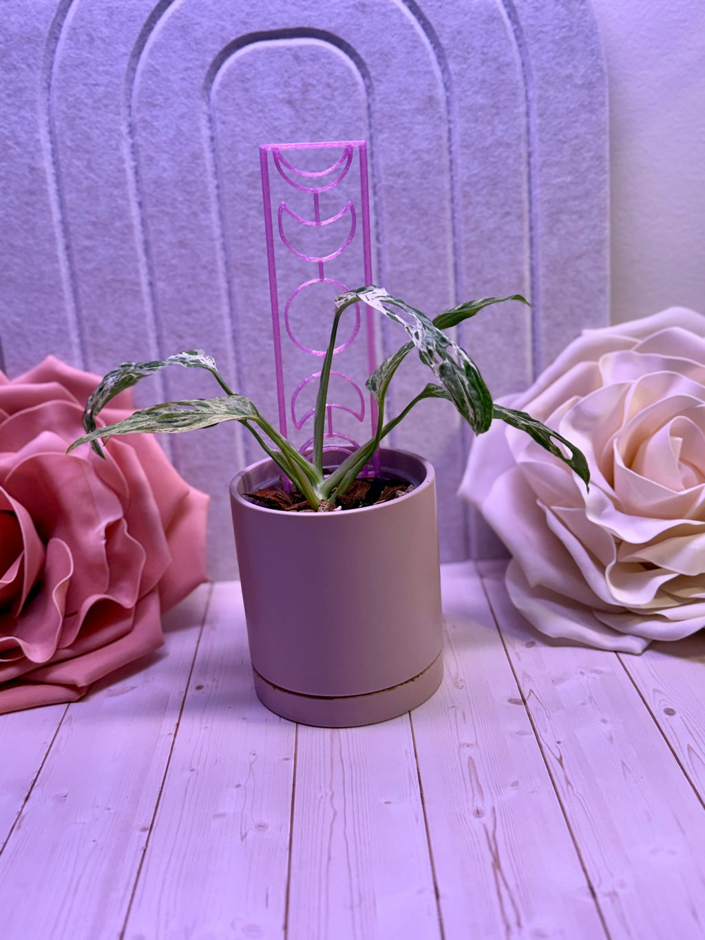 Moon Phase Plant Trellis
