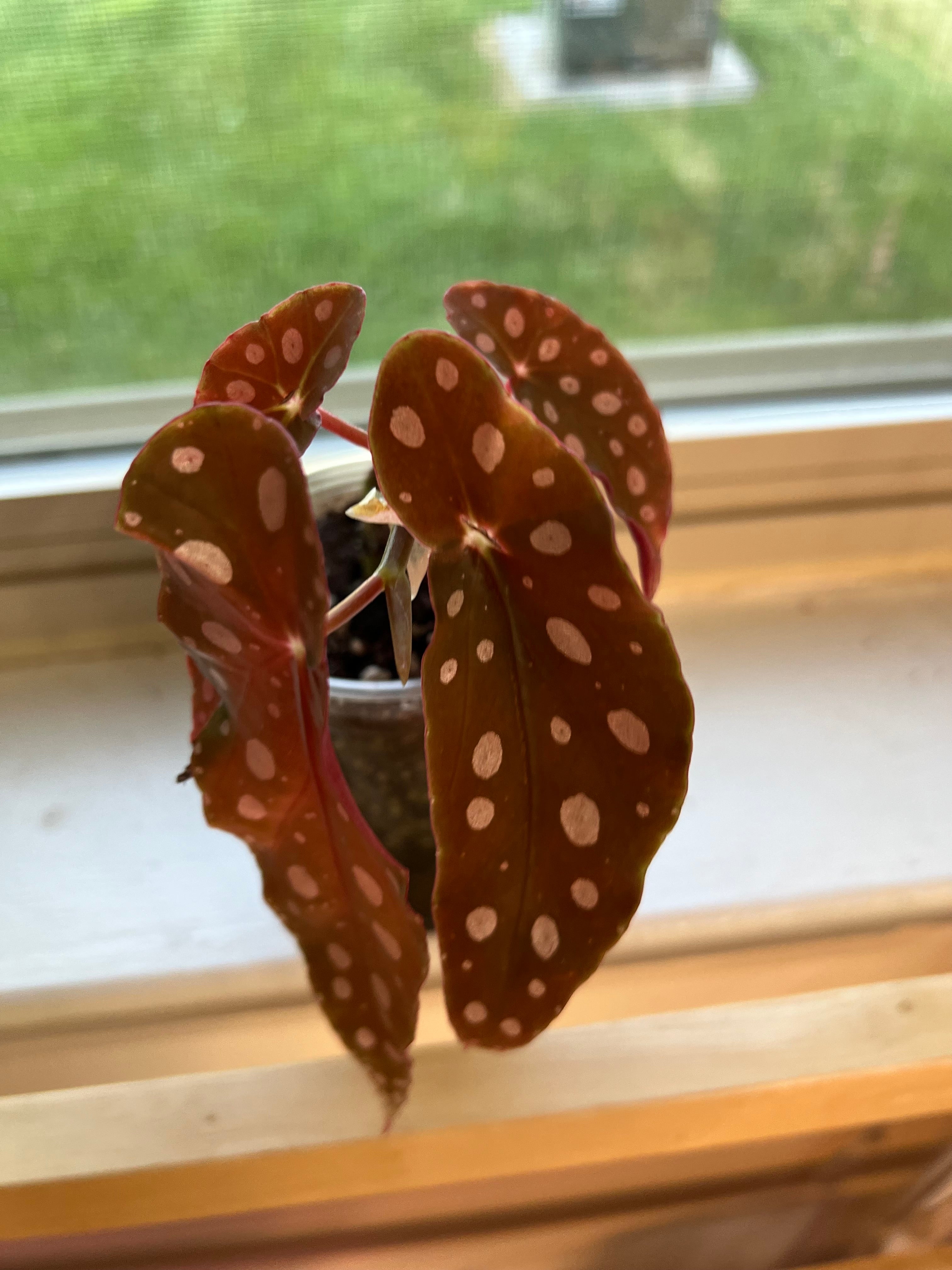 Begonia maculata ‘Polka Dot’ Starter Plant