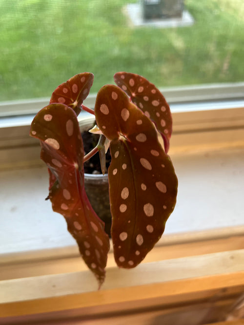 Begonia maculata ‘Polka Dot’ Starter Plant