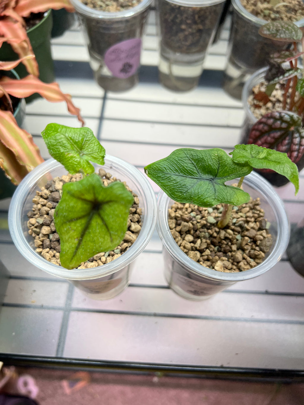 Alocasia Starter Plants in Self-Watering Pon Cups