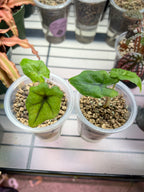 Alocasia Starter Plants in Self-Watering Pon Cups