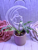 Moon Goddess Plant Trellis