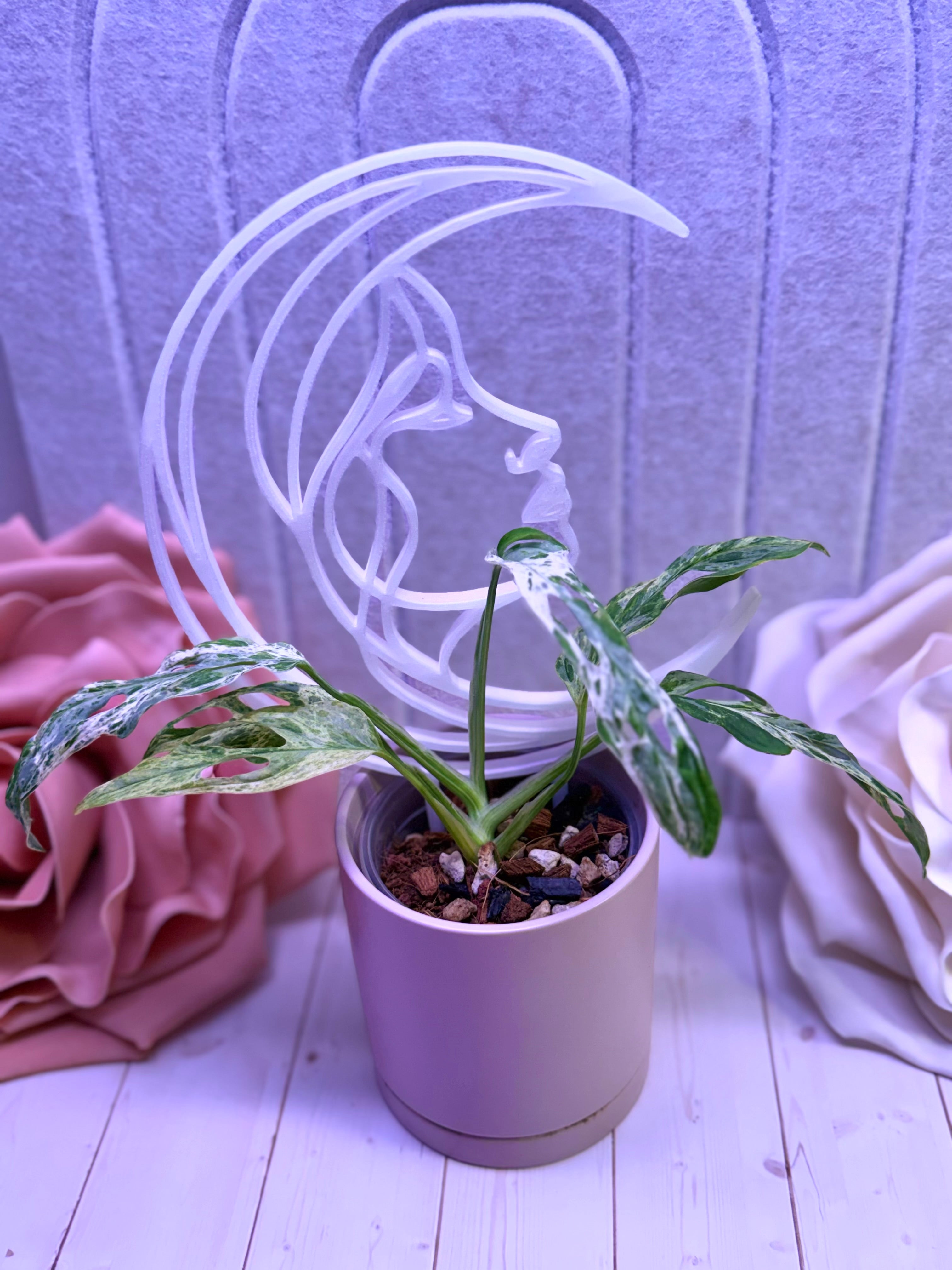 Moon Goddess Plant Trellis