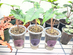 Juvenile Alocasias in Self-Watering Pon Cups