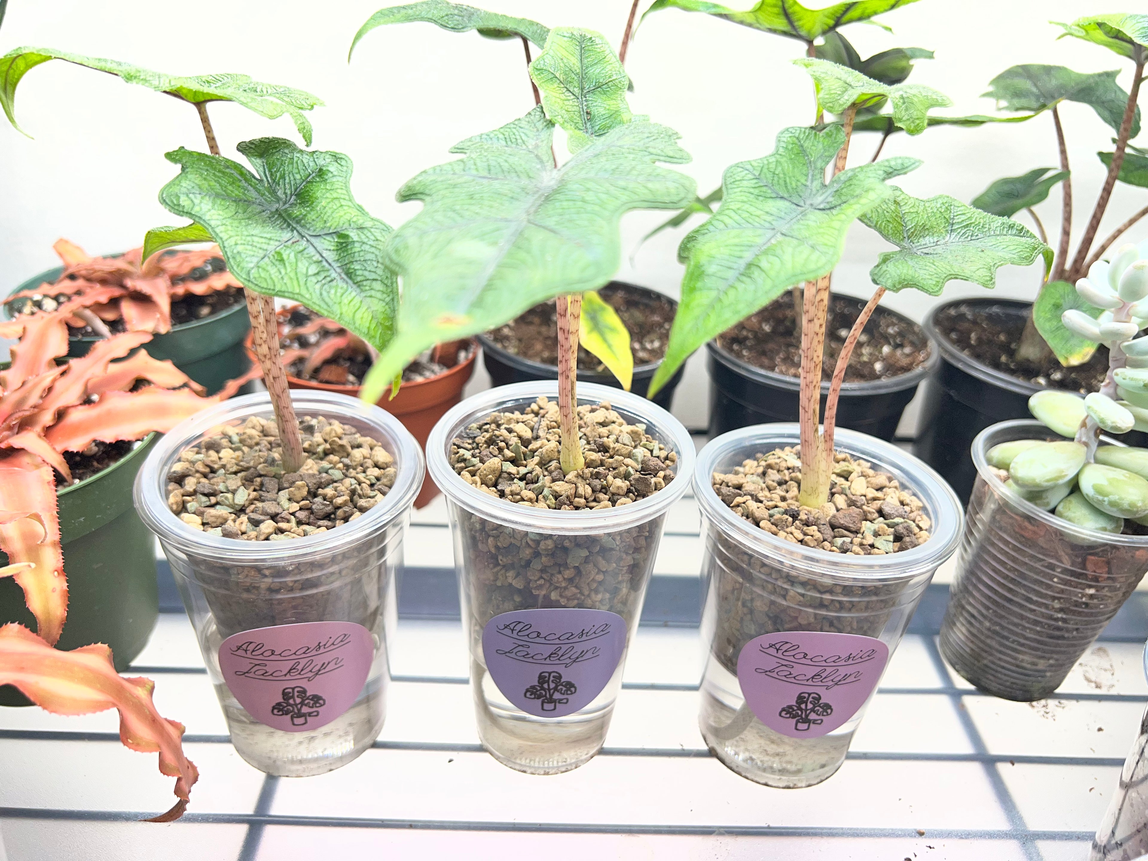 Juvenile Alocasias in Self-Watering Pon Cups