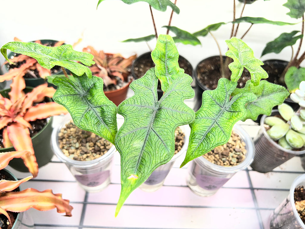 Juvenile Alocasias in Self-Watering Pon Cups