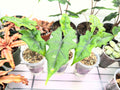 Juvenile Alocasias in Self-Watering Pon Cups
