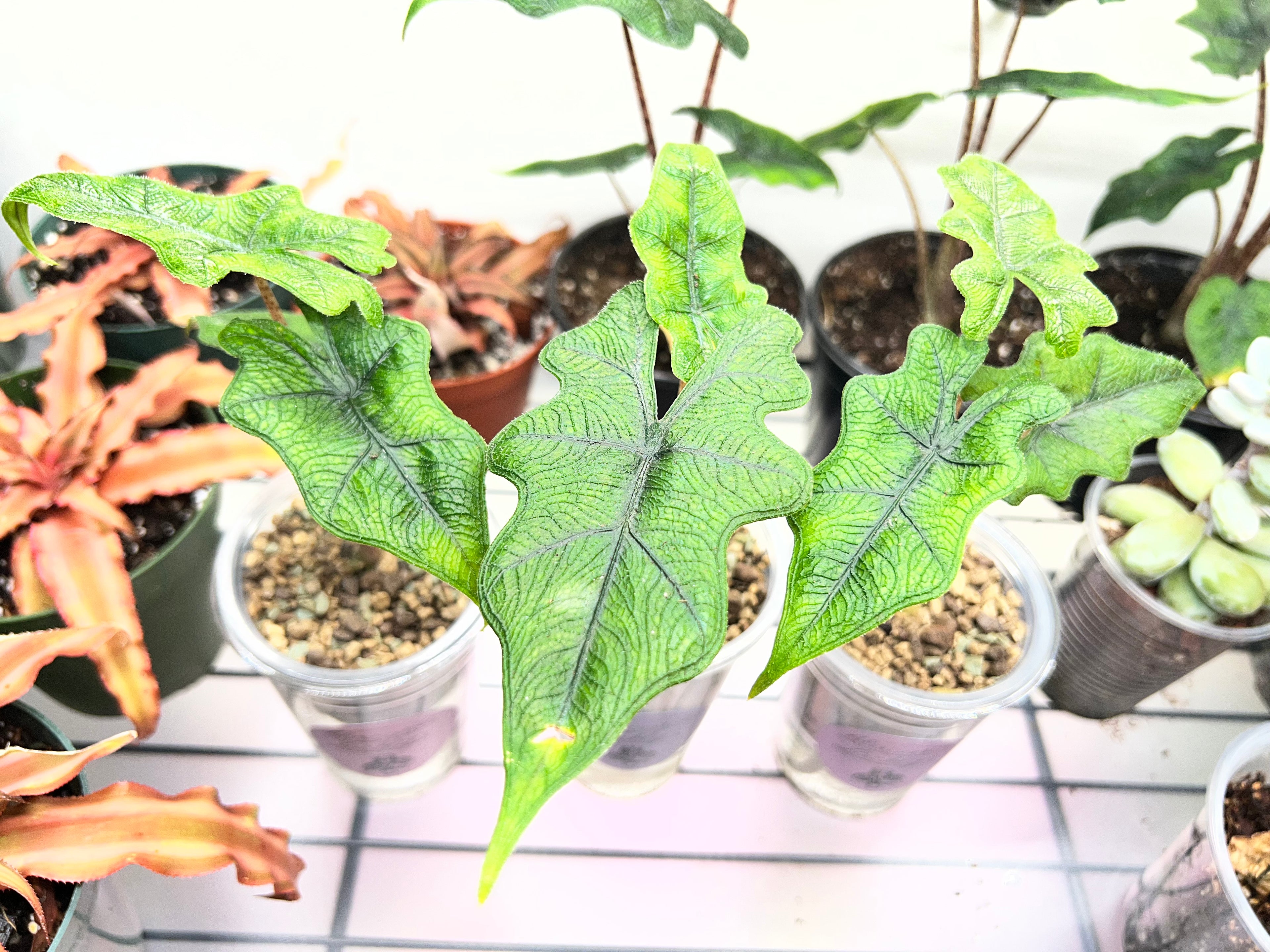 Juvenile Alocasias in Self-Watering Pon Cups