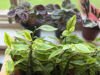 Euphorbia Variegated Devil’s Backbone - 4" pot