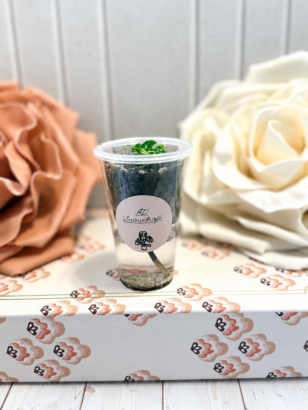 African Violet “N-Snowdrop” — Variegated Miniature Violet in Self-Watering Pot