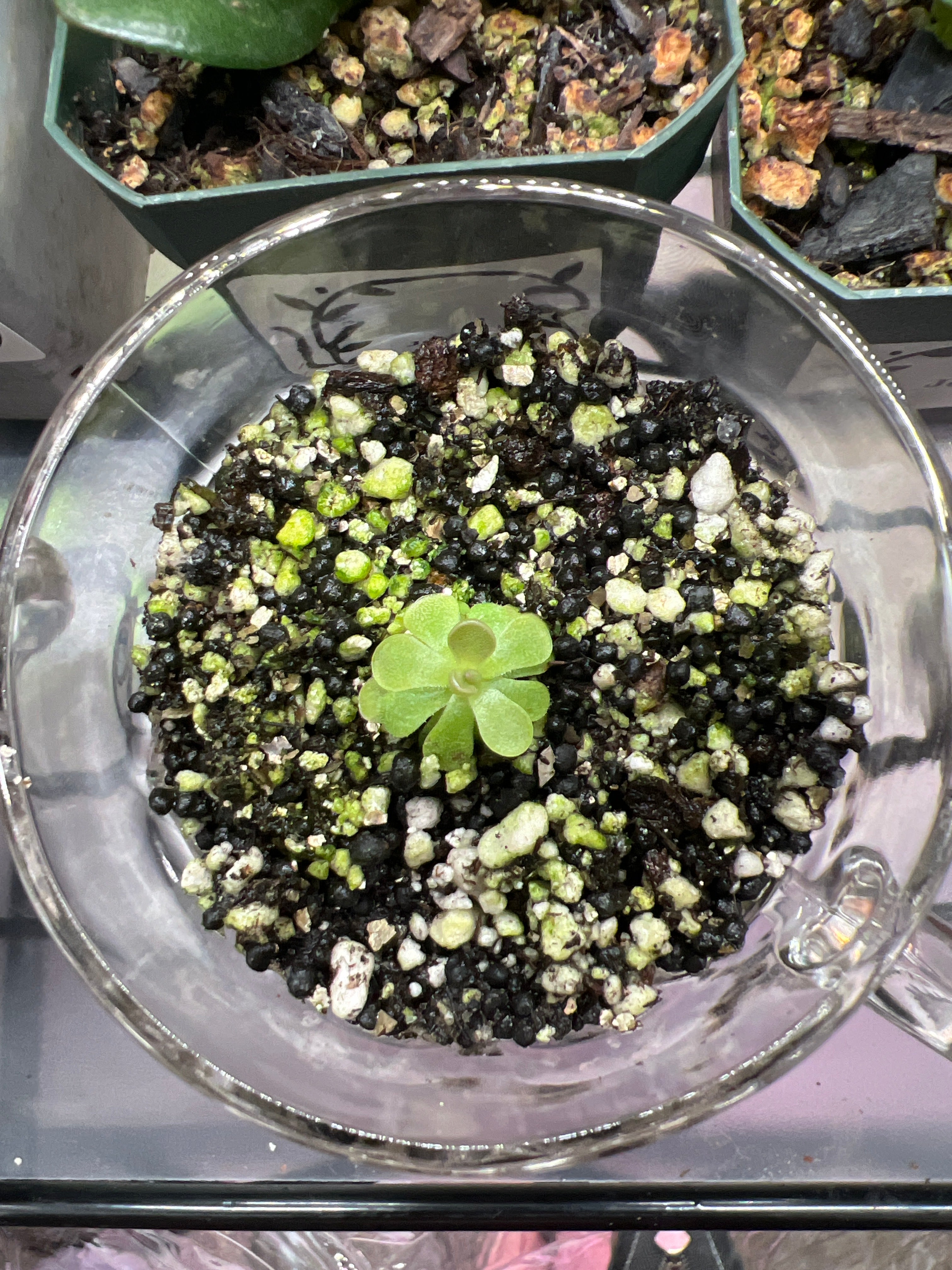 Mini Pinguicula “Lindy Lou” Starter in Glass Cup