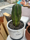 Tazmanian Zipper Plant with Marble Pot