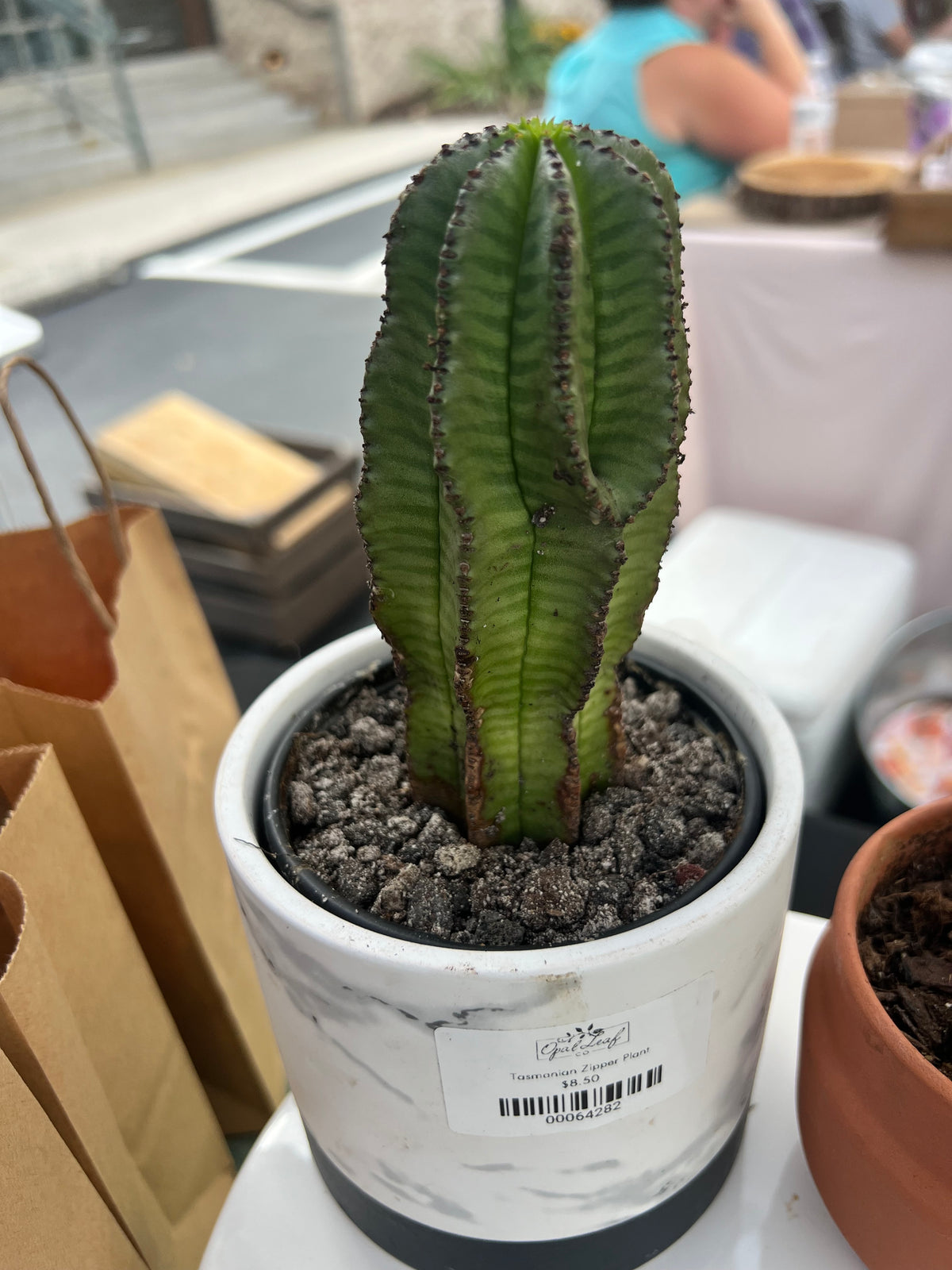 Tazmanian Zipper Plant with Marble Pot