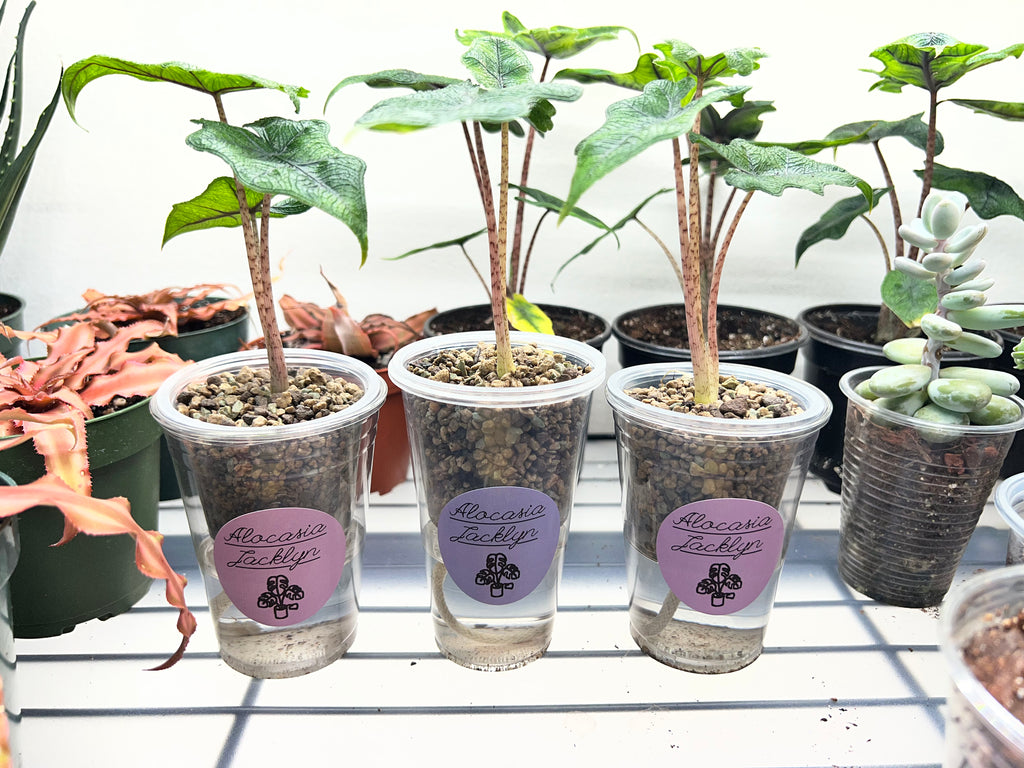 Juvenile Alocasias in Self-Watering Pon Cups