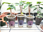 Juvenile Alocasias in Self-Watering Pon Cups