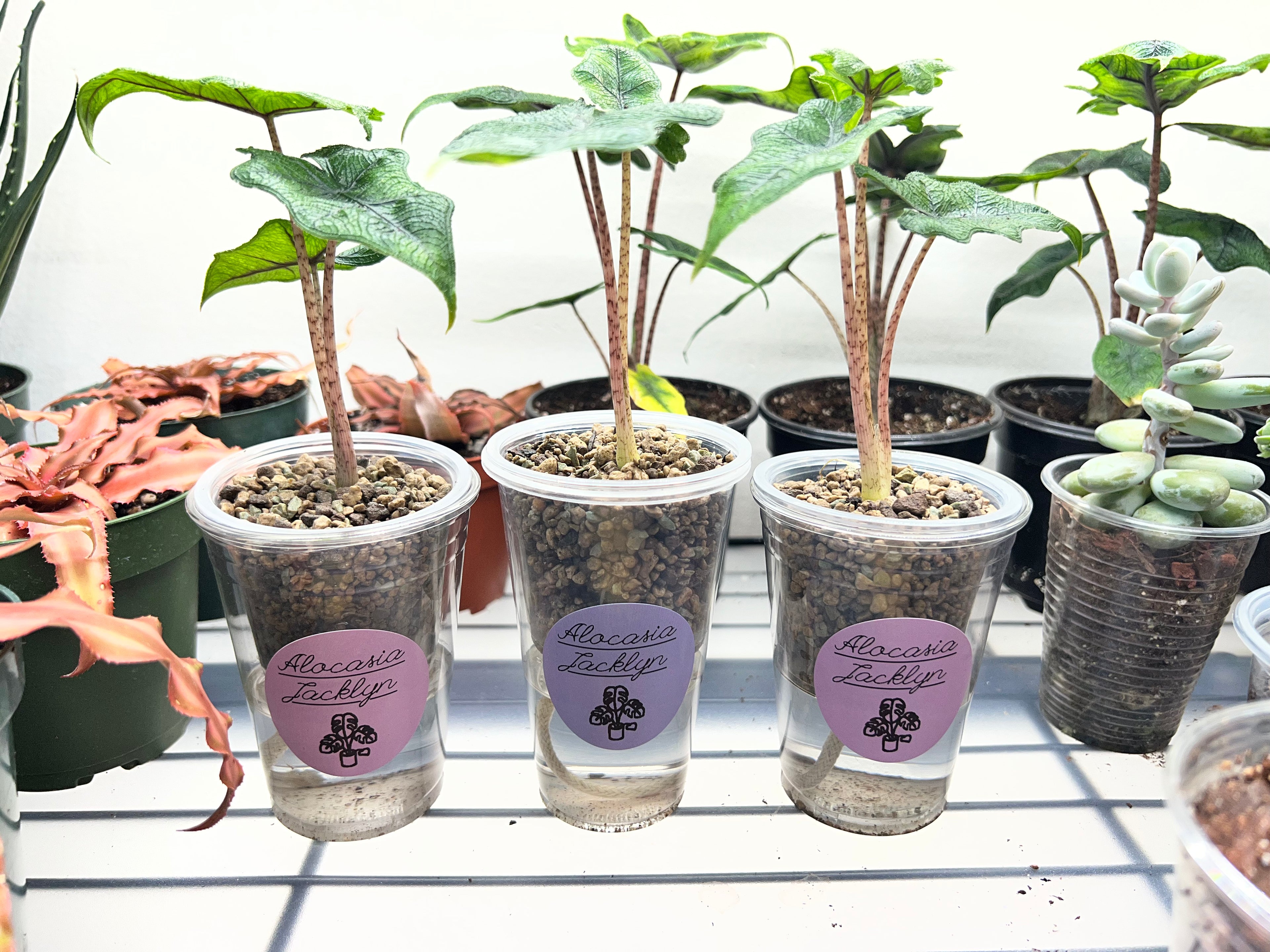 Juvenile Alocasias in Self-Watering Pon Cups