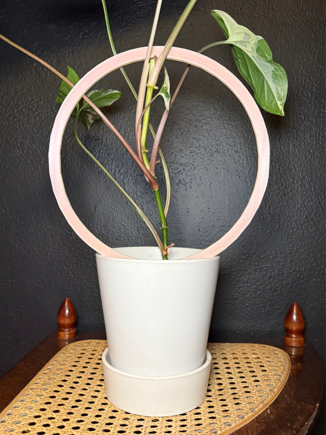 Circle Trellis
