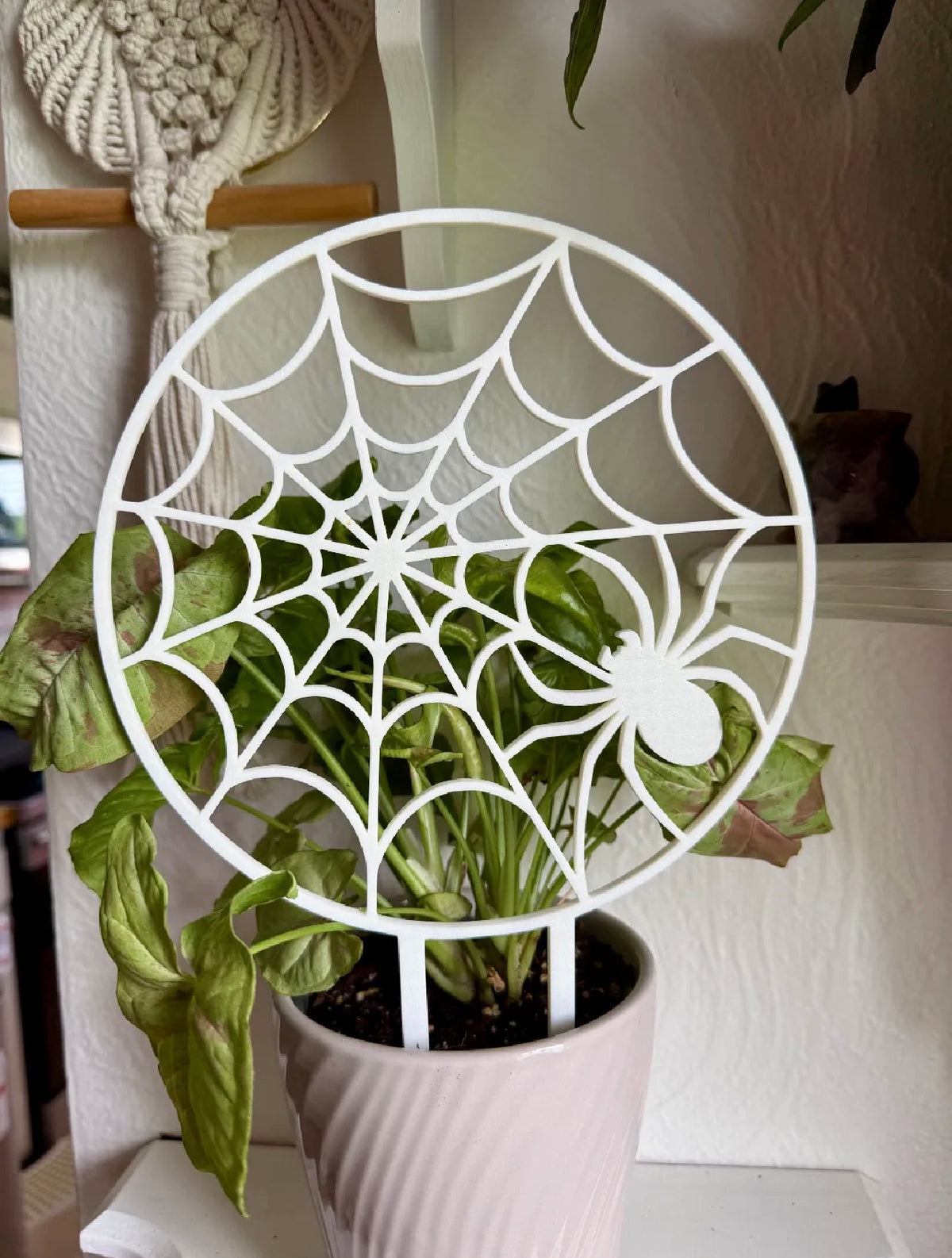 Caught in your Web Trellis