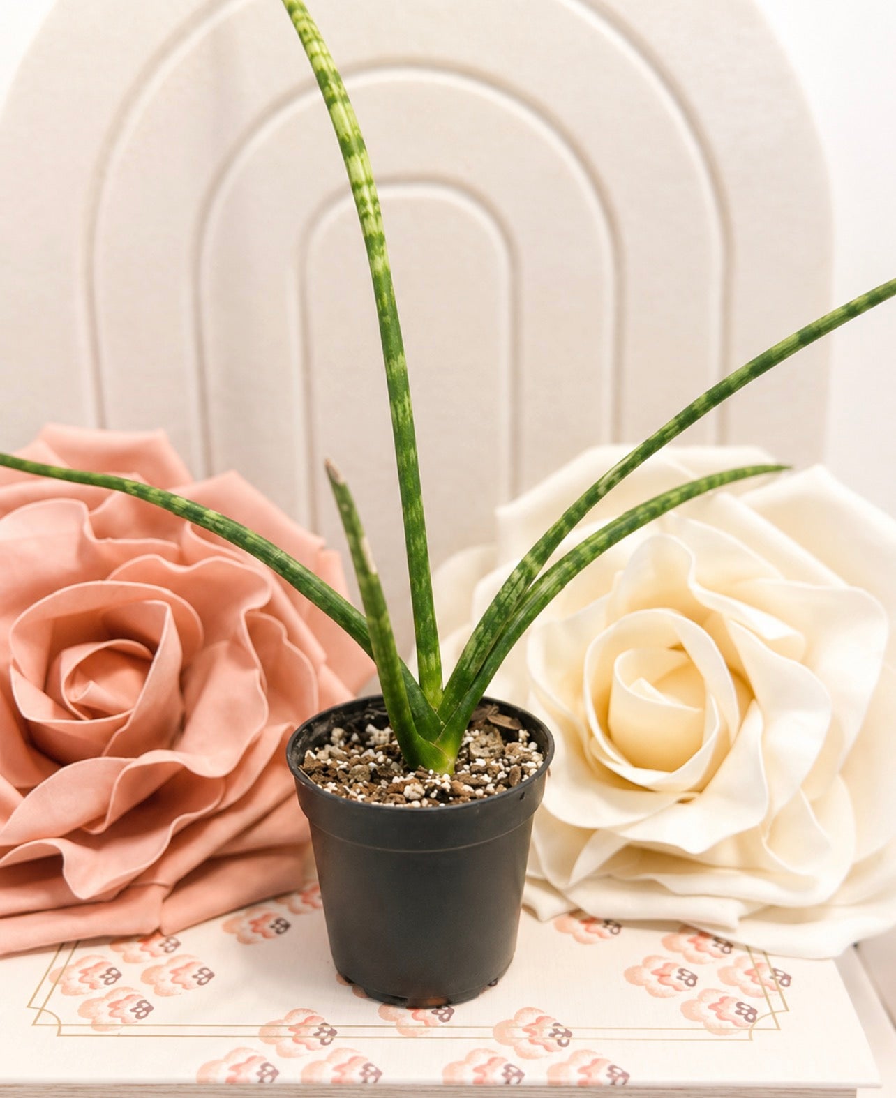 Starfish Snake Plant
