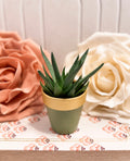 Haworthia Succulent