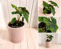 Alocasia 'Jacklyn' - 4" Pot