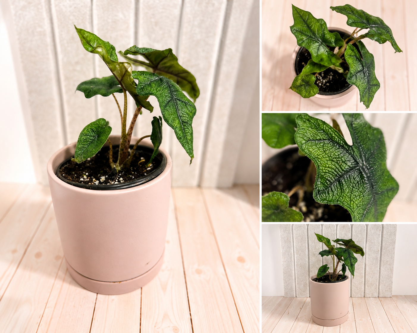 Alocasia 'Jacklyn' - 4" Pot