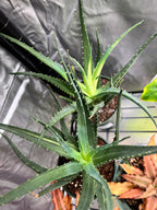 Succulent Aloe Solar Flare - 4" Pot