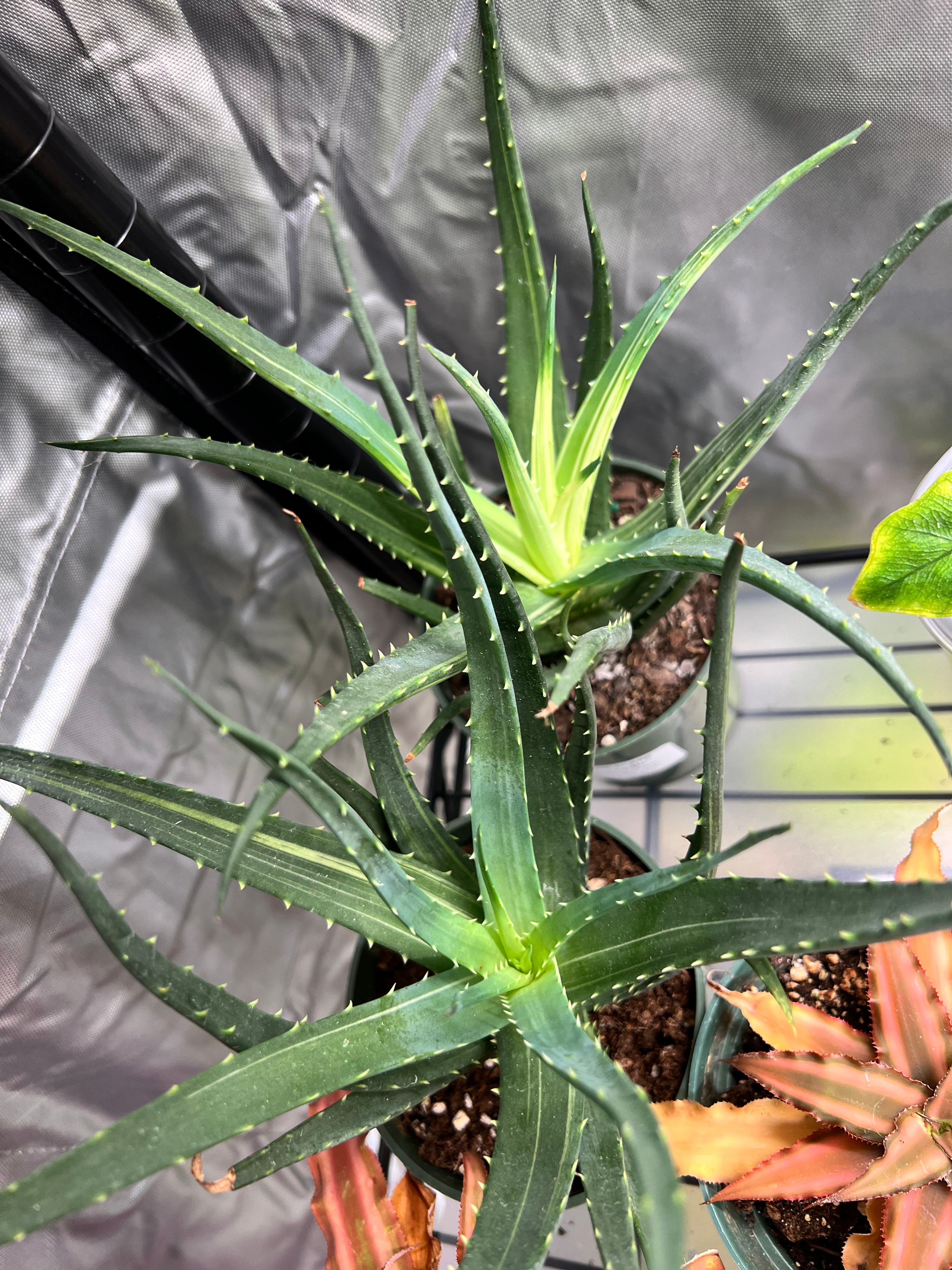Succulent Aloe Solar Flare - 4" Pot