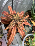 CRYPTANTHUS PINK STAR 4-inch