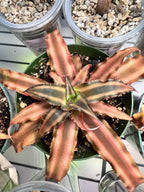 CRYPTANTHUS PINK STAR 4-inch
