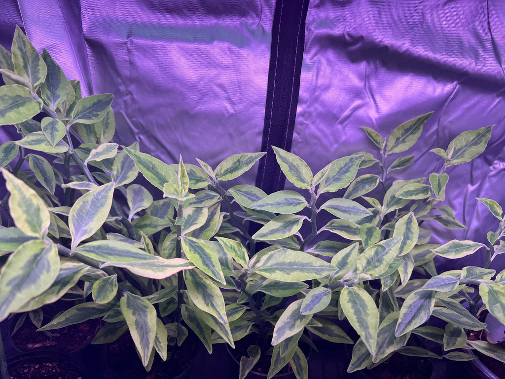Euphorbia Variegated Devil’s Backbone - 4" pot