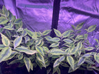 Euphorbia Variegated Devil’s Backbone - 4" pot