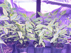 Euphorbia Variegated Devil’s Backbone - 4" pot