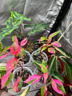 Alternanthera ‘Party Time’