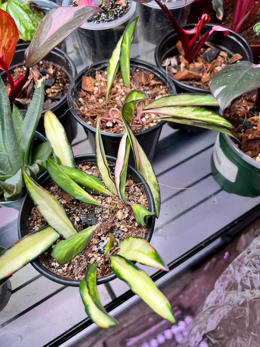 Hoya Wayetii ‘Tricolor’