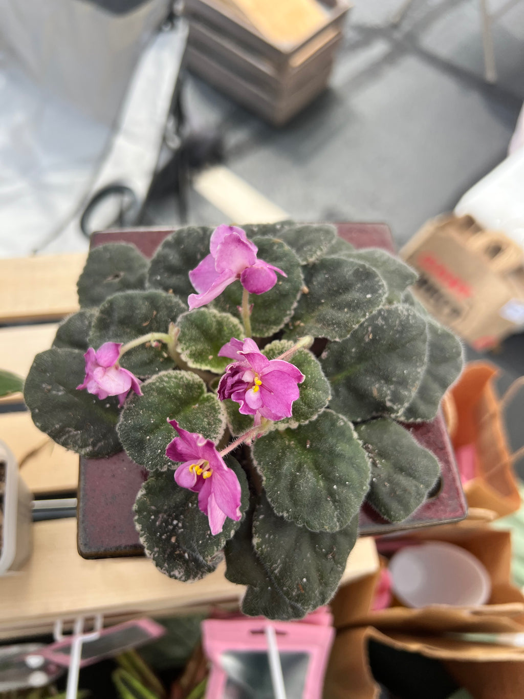 african violet planter