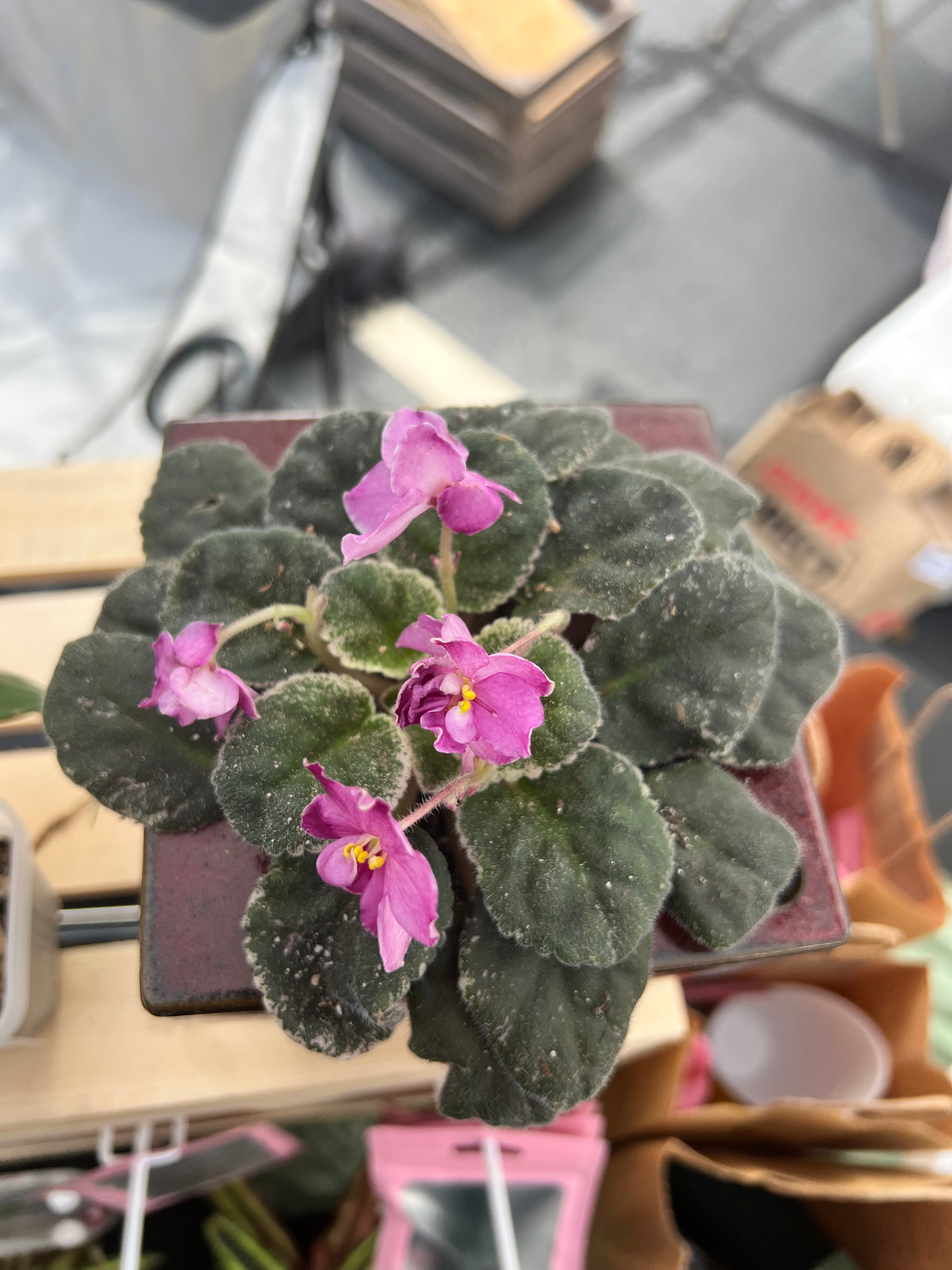 african violet planter