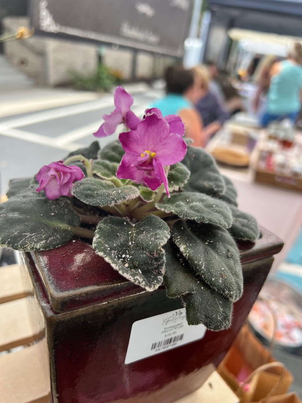 african violet planter