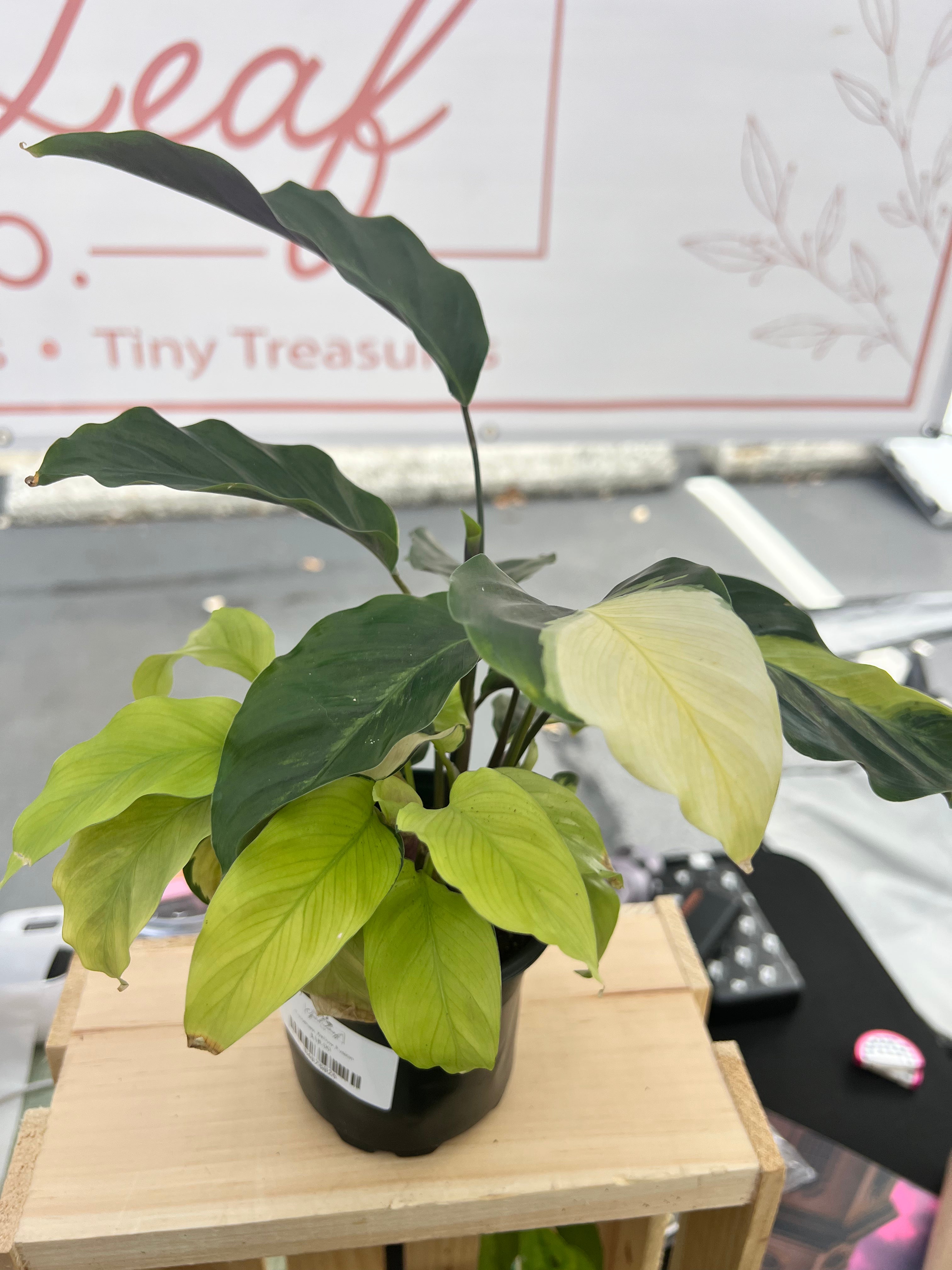 Calathea Yellow Fusion 4in Grow Pot
