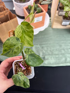 Philodendron Heartleaf Var.
