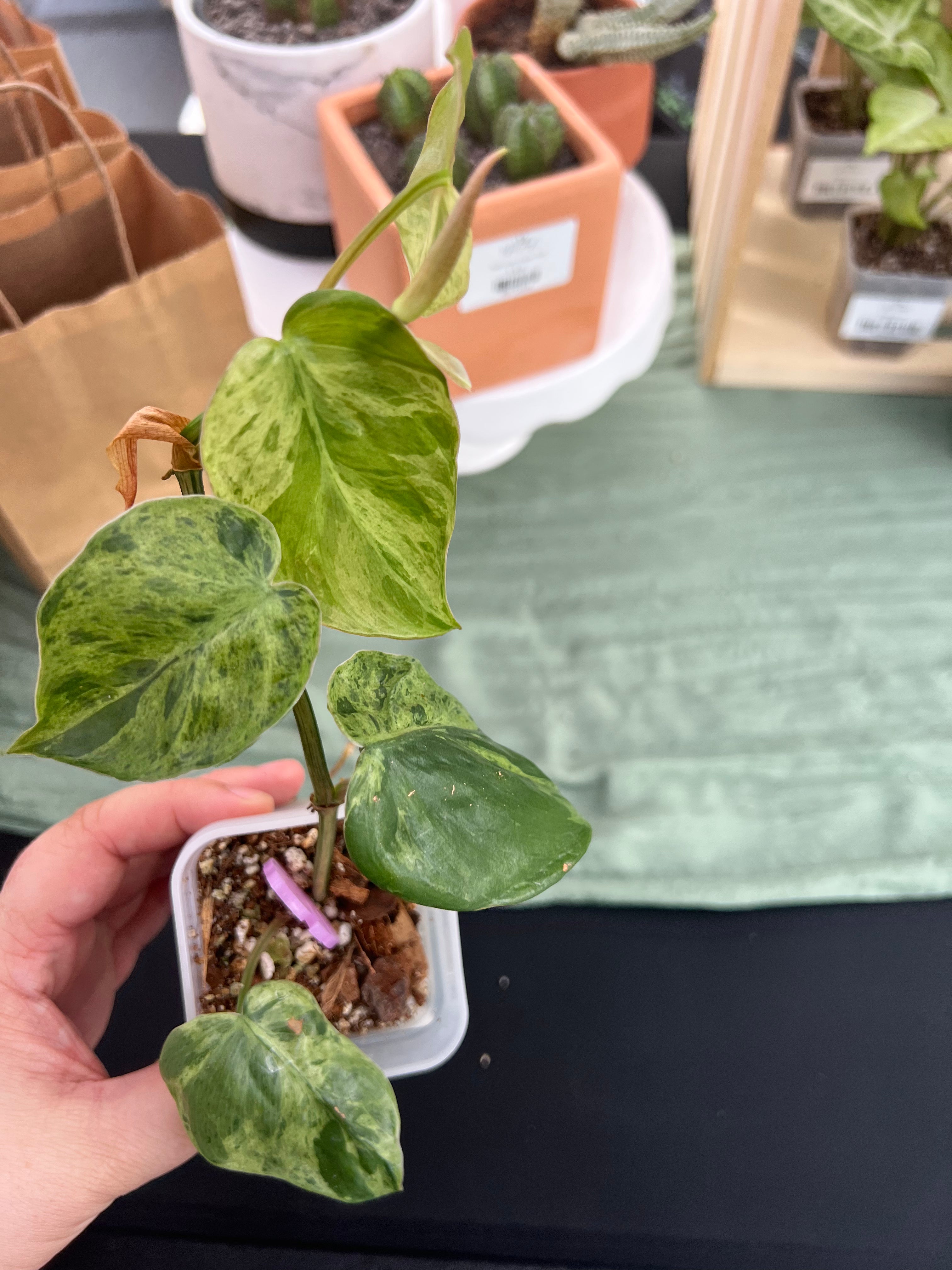 Philodendron Heartleaf Var.