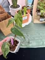 Philodendron Heartleaf Var.