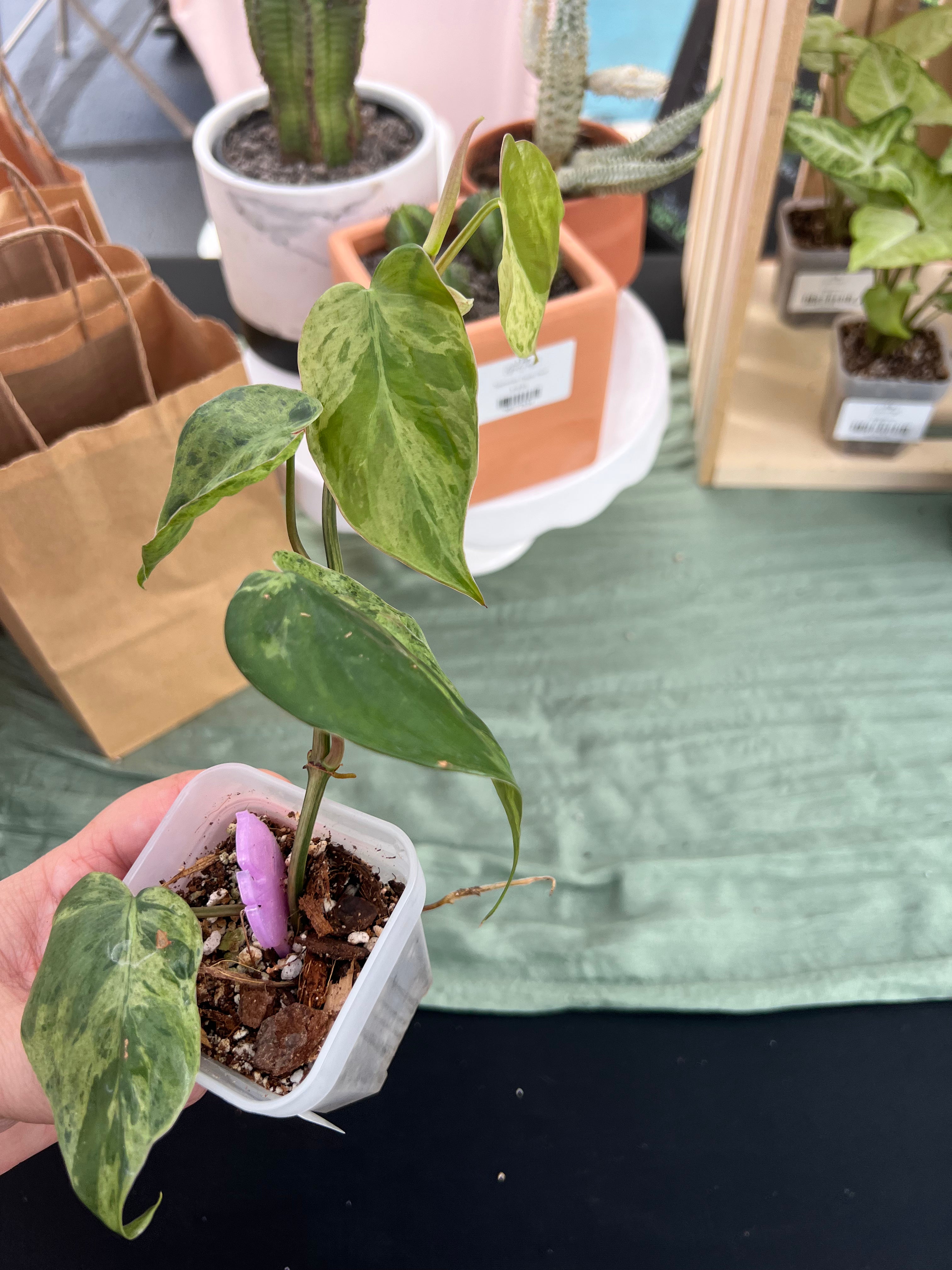 Philodendron Heartleaf Var.