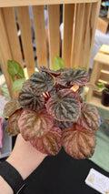 Peperomia Abricos