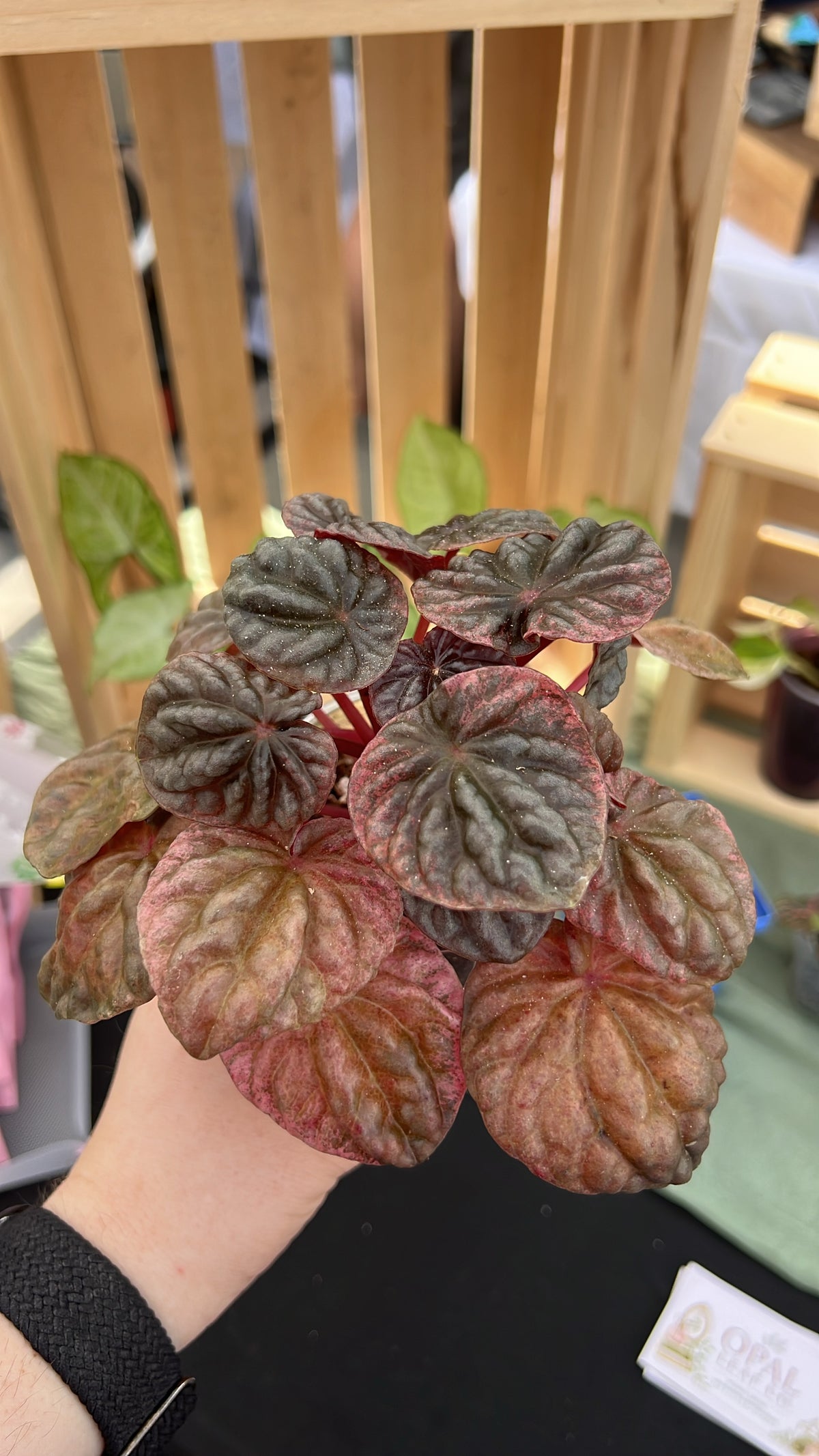 Peperomia Abricos