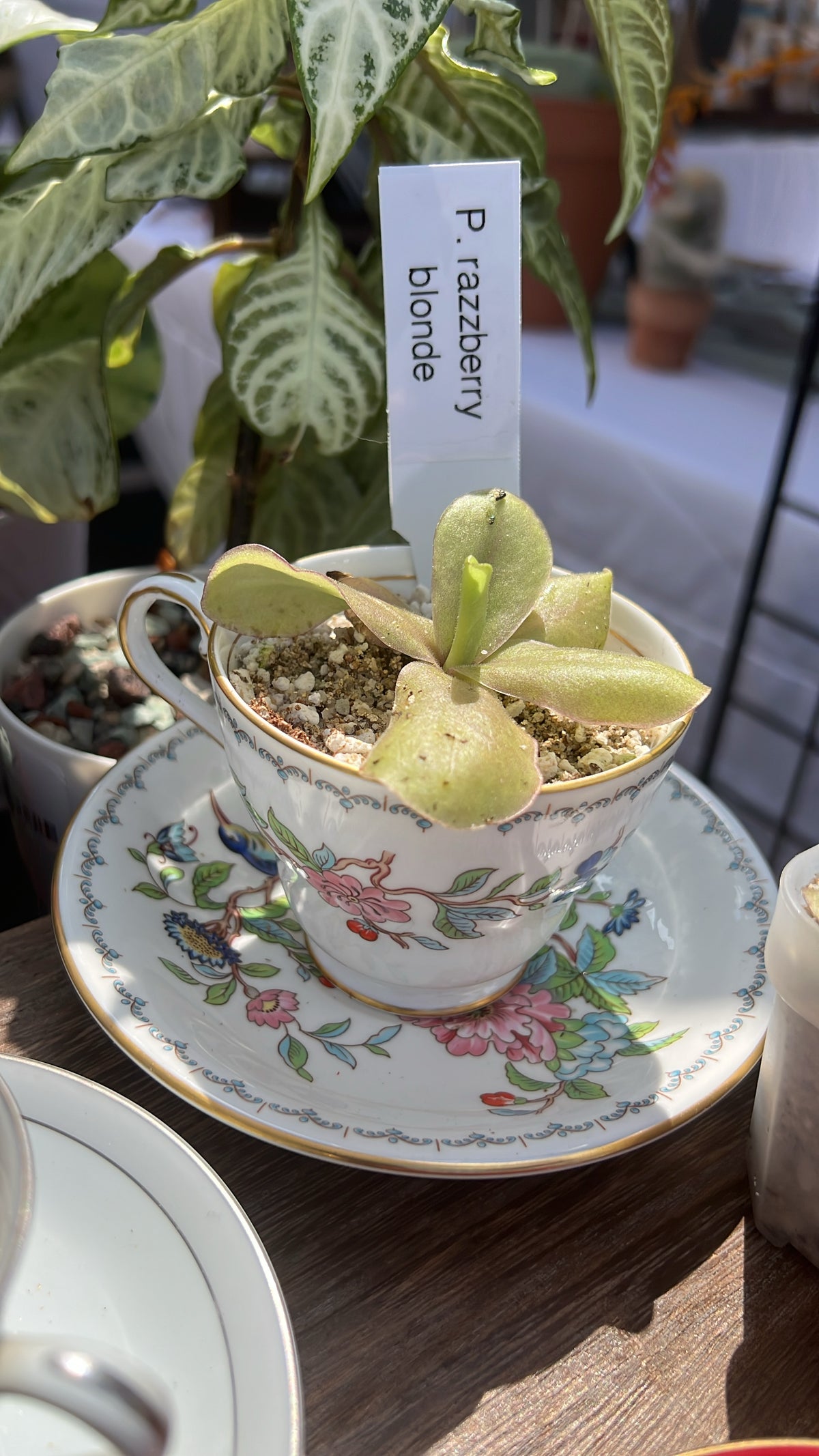 Pinguicula Razzberry Blonde in large Teacup
