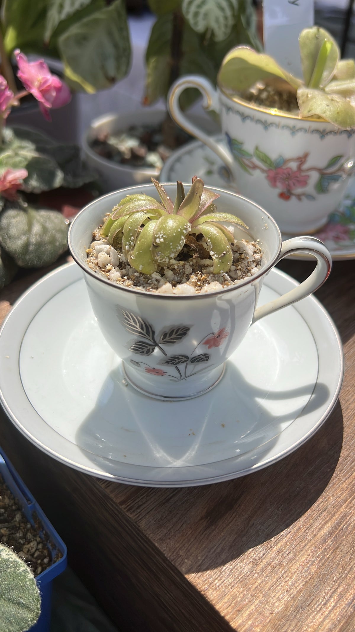 Pinguicula Antares in White Floral Teacup